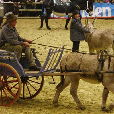 A la mémoire d'un âne mort…