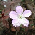 Geranium maculatum 'Espresso'