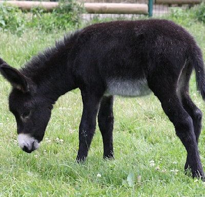 ZooParc de Beauval - 6