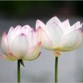 fleurs de lotus blanches