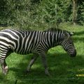 zebre