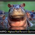 Tuons les Hippos ! Le marketing web version safari