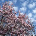 Au bout des branches, fleurs de magnolia, dans la
