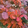 Un mois de novembre encore plein de couleurs au jardin