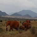 Safari au Kenya - Tsavo , Mars 2021