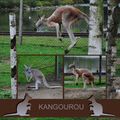 Kangourous et Gnous