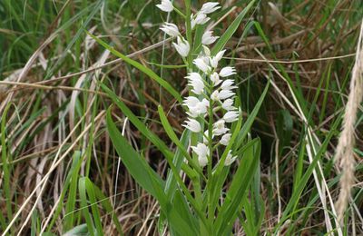 Sortie d'aujourd'hui : retour à Saint Paul de Varces pour de nouvelles orchidées.