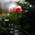 SCHIZOSTYLIS COCCINEA