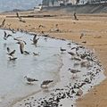 mouettes de Cabourg