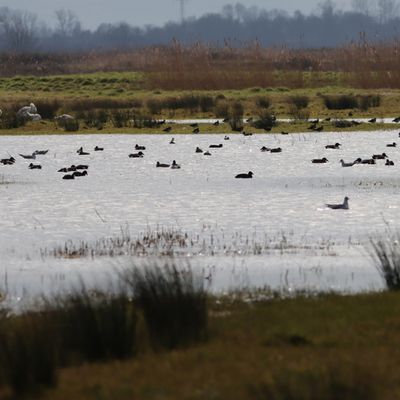 Sentir la nature sauvage dans les marais de la Charente-Maritime