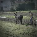 labour a la charrue avec un âne dans le pays basque ,essai non reussi