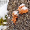 Balade en Forêt...