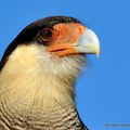 Caracara huppé (Polyborus Plancus)