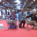 World dog show 2010 .... Multi Ch. SANDLINE FIRST LADY is Reserv World Winner . 