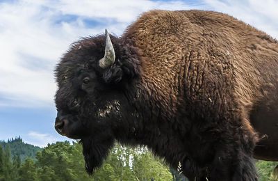 Wildpark Monts d'Azur : Verständnis für die Natur schaffen