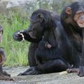 Article 3: Le jeu de l'ultimatum: clé des origines de l'équité chez l'Homme et les chimpanzés.