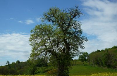 LA NATURE... LES ARBRES... LES CHAMPS DE COLZA... L'ESPACE...