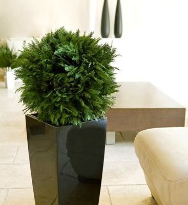  Des plantes toujours VERTES ...