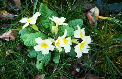Fleurs du dimanche