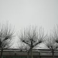Quelques arbres avec neige toujours à coté de la prison