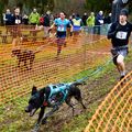 CANICROSS : 237 DUOS A BLANGY POUR LES CHAMPIONNATS RÉGIONAUX. 