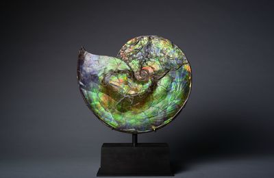 Rare Opalescent Gem Ammonite, Cretaceous, ca. 75000000 BCE, Alberta, Canada