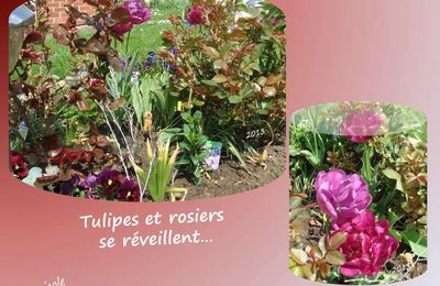 2012...2013.. les tulipes et rosiers se réveillent