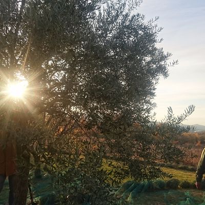 La récolte des olives au Mas