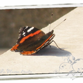 Papillon Vanessa 