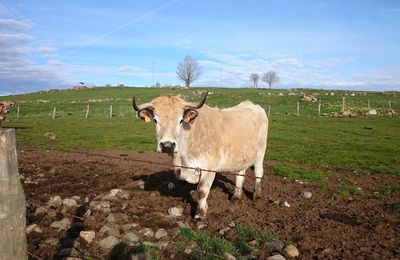 4/5 COMPOSTELLE 2019-MONTGROS NASBINALS=>ST CHELY D'AUBRAC=>ESPALION