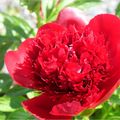 La fleur du dimanche : la pivoine