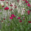 Fleurs en cascade dans le jardin du soleil