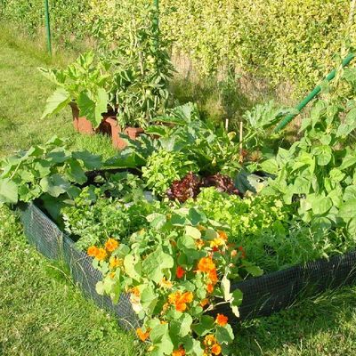 Que planter et semer dans un potager en lasagnes ?
