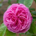 La rose Gertrude Jekyll