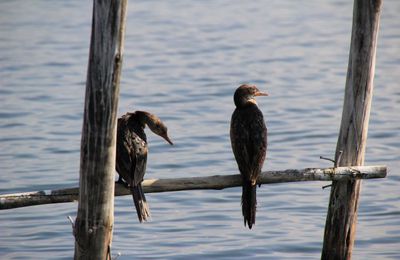 Cormorans