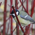 Les oiseaux de mon jardin 