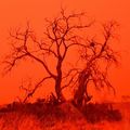Incendies en Australie : leurs conséquences