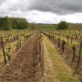 Saint émilion , Week-end dans les vignes !