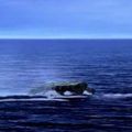 Stargate Atlantis - 3x12 : Le chant des baleines
