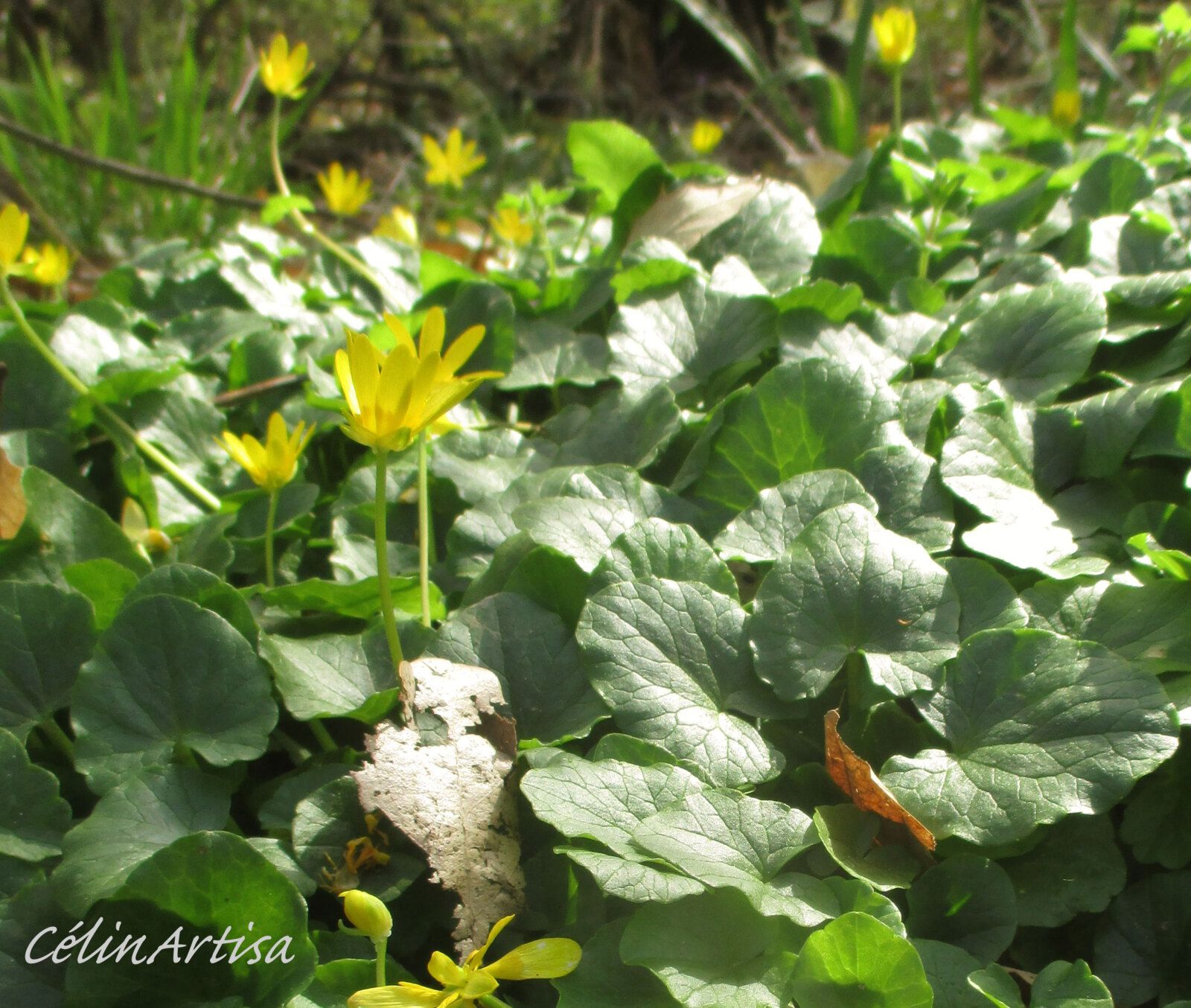 ficaire en fleur - plante hygrophile (photo CF)