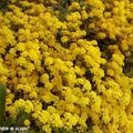 La Corbeille d'or pour colorer une bordure