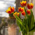 Bouquets de tulipes pour vases hauts