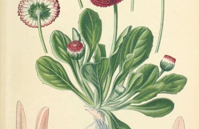 Plantes sauvages, Des trésors de saveurs de l'entrée au dessert