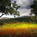 La Montagne sainte Victoire 