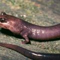 ETATS-UNIS - En Alabama, une réserve sauve une Salamandre rare