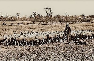 Le Chien de Jules CHATINET