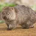 the wombat is a animal of australia, it is about