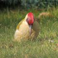 Autres habitués du jardin