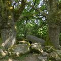 Les grands arbres