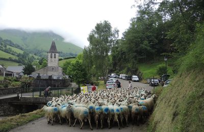 LOURDIOS-ICHERE, Transhumance (64)